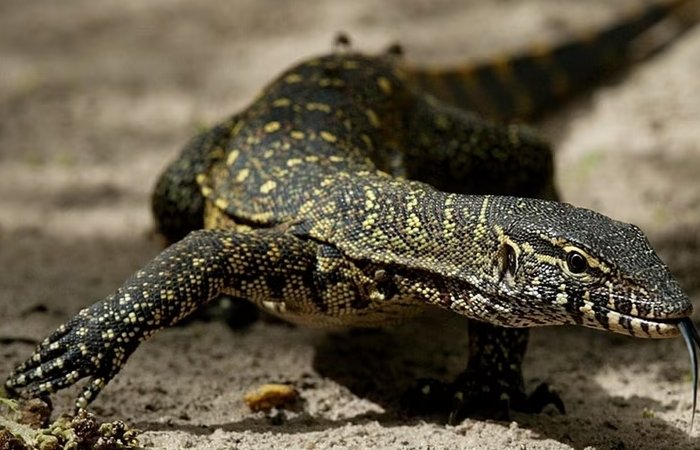 Giant Monitor Lizards That Lived In Switzerland 17 Million Years Ago - Discovered