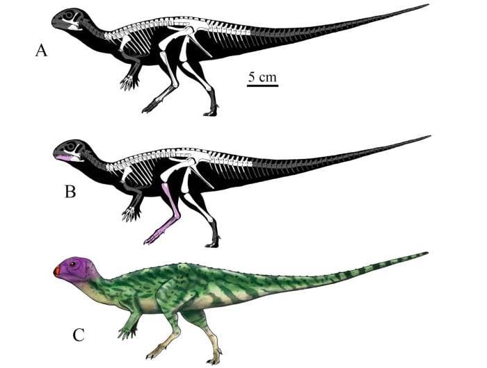 New Species Of Plant-Eating Dinosaur Identified In Thailand