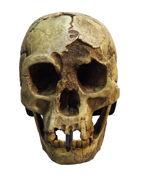 The Hobbit - An Ancient Hominin Species May Still Be Living In The Forests Of Flores Island - Anthropologist Says