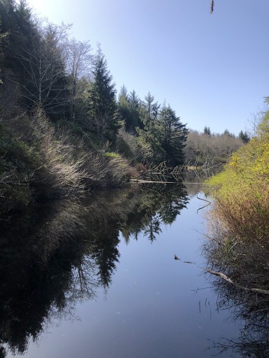 Tree Rings On the Oregon Coast Show Evidence A Tsunami That Struck The Pacific Northwest In 1700