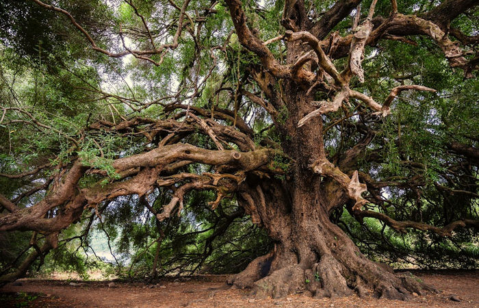 Evolution Of Tree Roots Led To Ancient Mᴀss Extinctions - Geologists Say