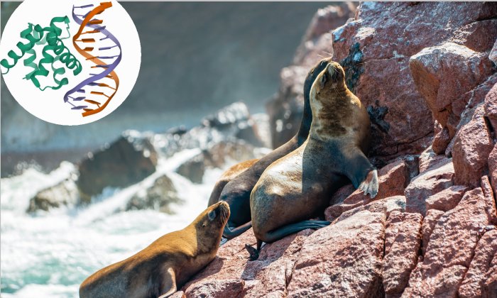 South American sea lions at the Ballestas Islands in Peru. © 123RF | perekotypole