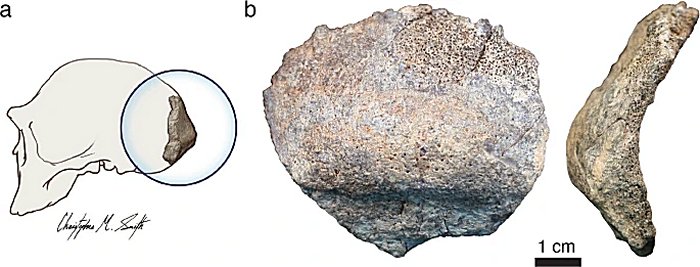  image indicates the approximate anatomical location of the KNM-ER 2598 occipital. b Posterior view and right lateral view are shown.