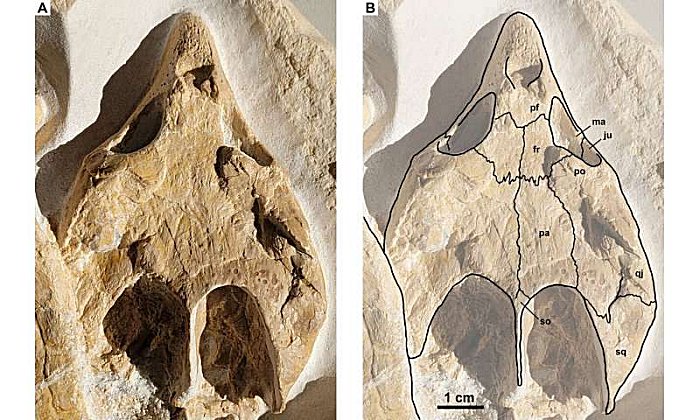 Perfectly Preserved Turtle Fossil Gives Clues To Habitat 150 Million Years Ago