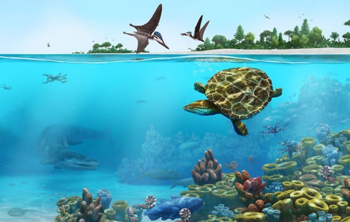 Perfectly Preserved Turtle Fossil Gives Clues To Habitat 150 Million Years Ago