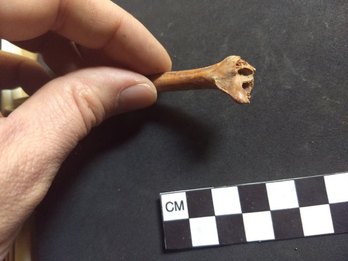 Unexpected Discovery Reveals People Arrived In North America 20,000 Years Earlier Than Previously Thought