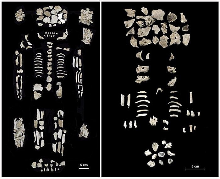 Left: Bone ᴀssemblage from burial n. 241a (adult female individual). Right: Bones attributable to both foetuses (n. 241b and 241c). Credit: Cavazzuti et al, 2021, PLOS ONE (CC-BY 4.0, https://creativecommons.org/licenses/by/4.0/)