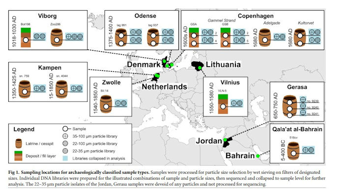 DNA In Viking Poop Sheds New Light On 55,000-Year-Old Relationship Between Gut Companions