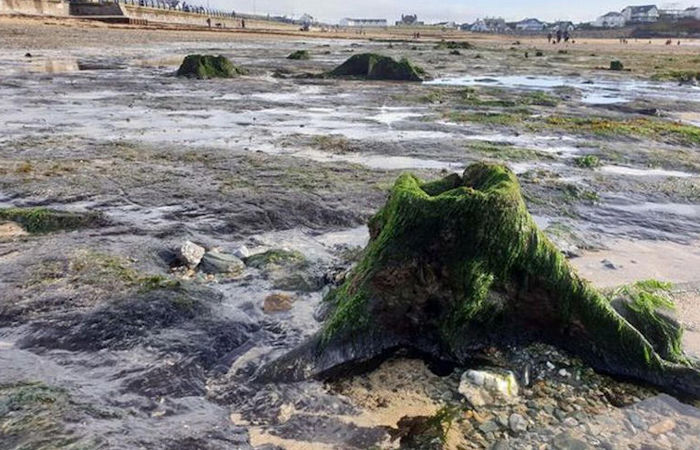 Amazing Prehistoric Forest Submerged Under Water Thousands Of Years Ago Re-Emerges On Welsh Beach