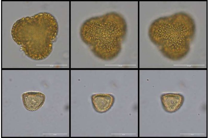 Pollen from the Bargny 1 including Avicennia (top) and Typha (bottom), that demonstrate the proximity of the site to estuary environments in the past. Scale is 25 microns. Credit: Chris Kiahtipes