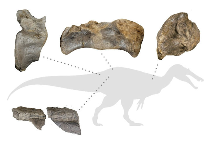 Europe's Largest Predatory Dinosaur Unearthed On The Isle Of Wight