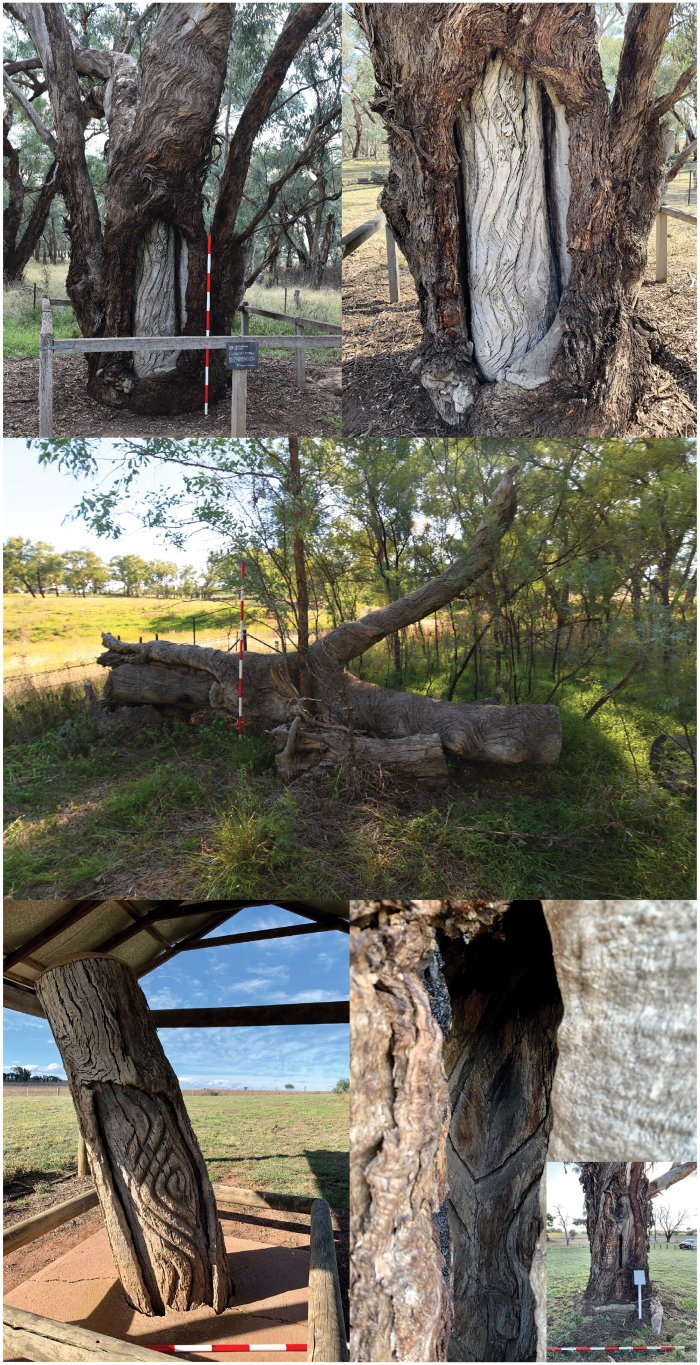 Hidden Story Of The Sacred Wiradjuri Carved Trees Revealed