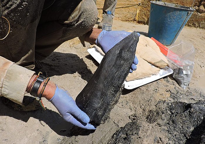 World's Oldest wooden Structure Discovered And It Predates Homo Sapiens - Archaeologists Say