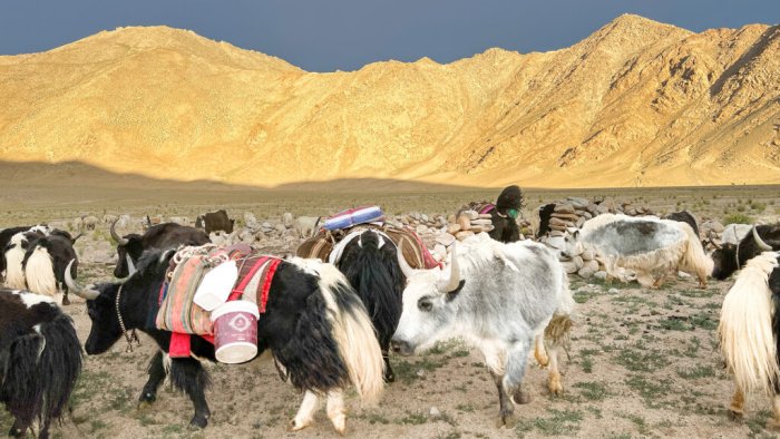 Earliest Evidence For Domestic Yak - Revealed By Ancient DNA And Archaeology Reveal 