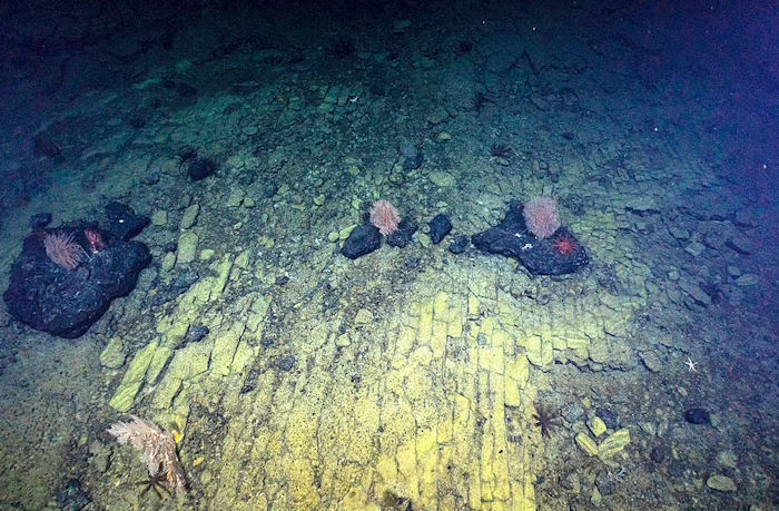 A deep-sea 'yellow brick road'. Credit: The Ocean Exploration Trust/E/V/Nautilus