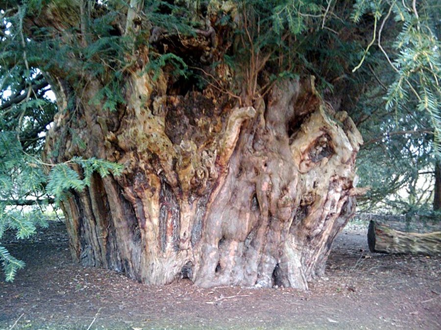 The trunk of the Ankerwyke Yew. Image credit: Imran - CC BY 3.0 CC 